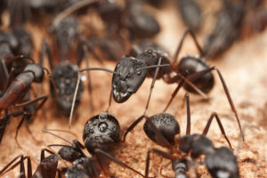 residential pest control - ants