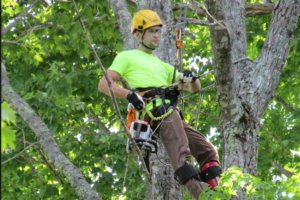 Tree services - tree trimming